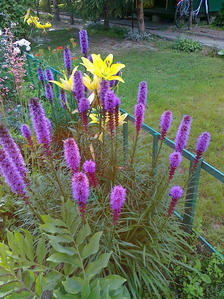 Moje kwiatowa pasja., zdjęcie 5