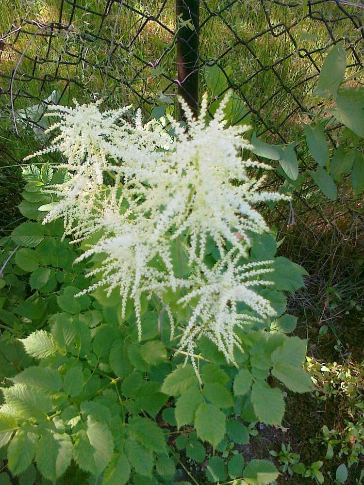 Moje kwiatowa pasja., zdjęcie 21