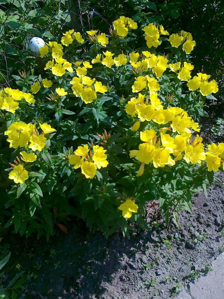 Moje kwiatowa pasja., zdjęcie 9