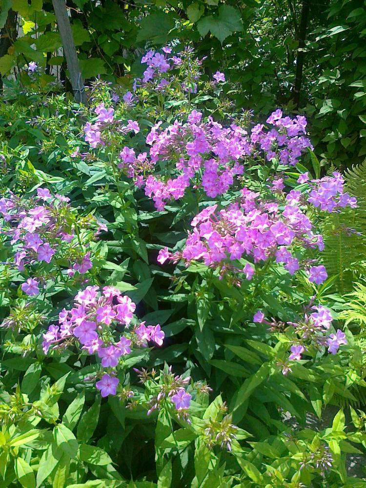 Moje kwiatowa pasja., zdjęcie 2