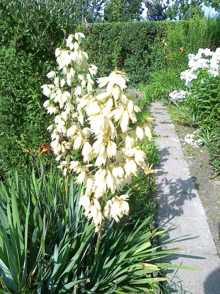 Moje kwiatowa pasja., zdjęcie 7