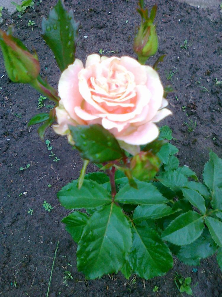 Moje kwiatowa pasja., zdjęcie 12