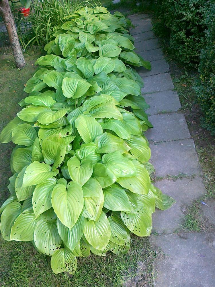 Moje kwiatowa pasja., zdjęcie 14