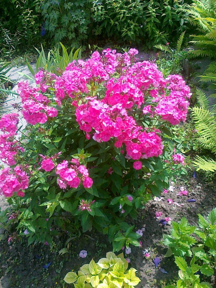 Moje kwiatowa pasja., zdjęcie 19