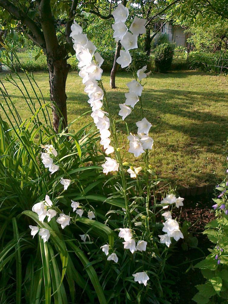 Moje kwiatowa pasja., zdjęcie 10