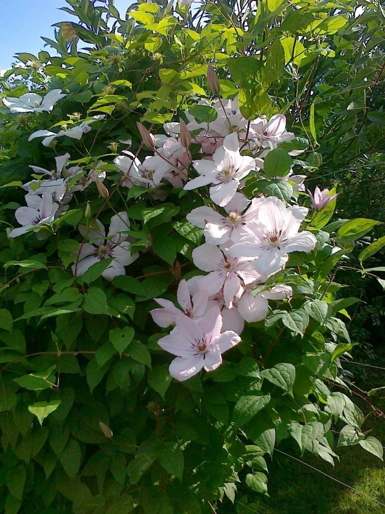 Moje kwiatowa pasja., zdjęcie 6