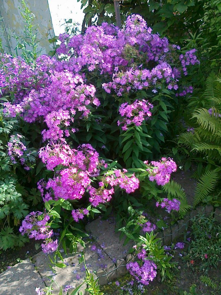 Moje kwiatowa pasja., zdjęcie 20