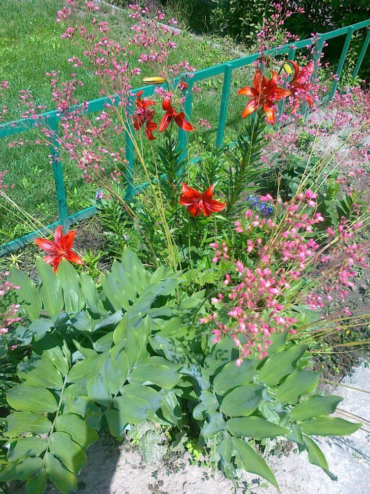 Moje kwiatowa pasja., zdjęcie 4