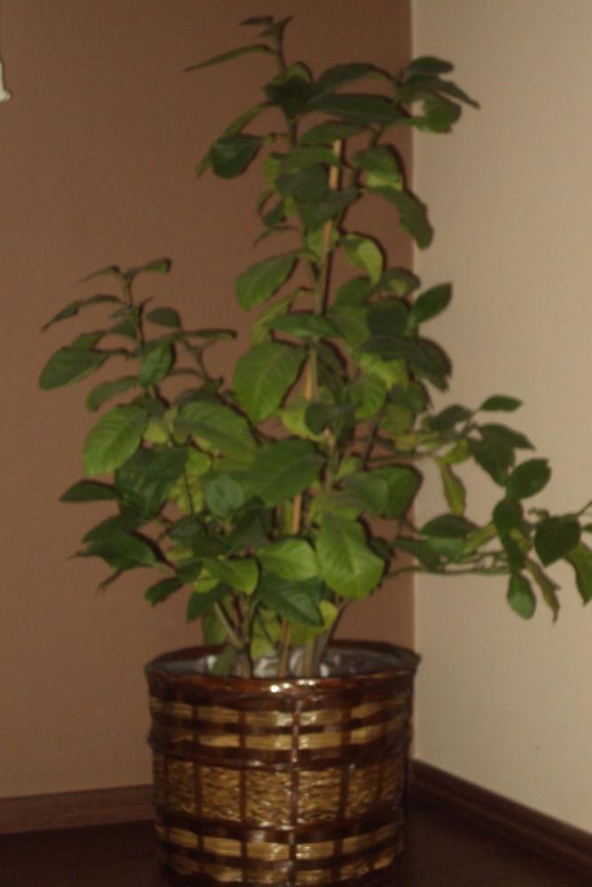 Salon po liftingu, zdjęcie 1