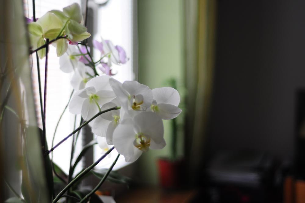 Domowe inspiracje, zdjęcie 3