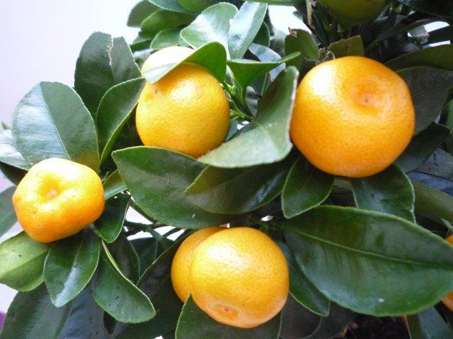 nasz kuchnia, zdjęcie 71