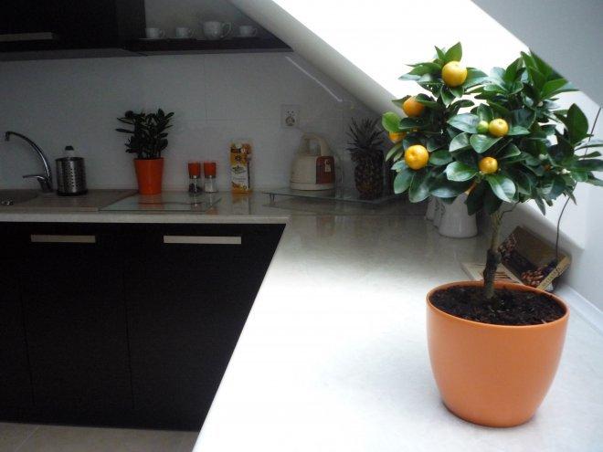 nasz kuchnia, zdjęcie 32