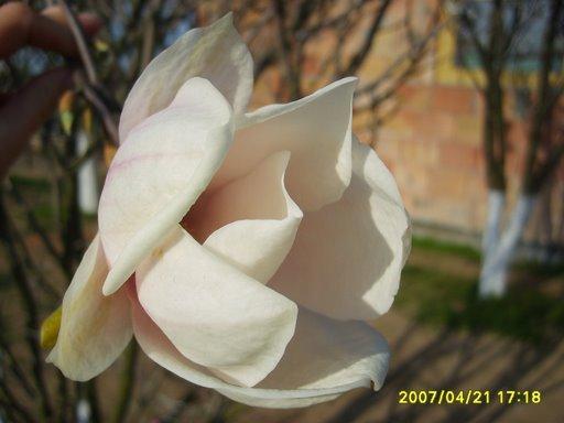 nasz dom i ogród, zdjęcie 4