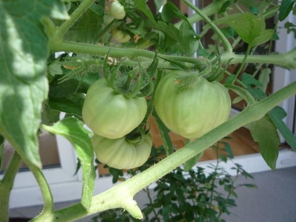 konkurs - nasze pomidorki, zdjęcie 2