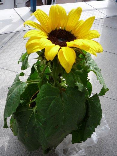 konkurs - nasze pomidorki, zdjęcie 4