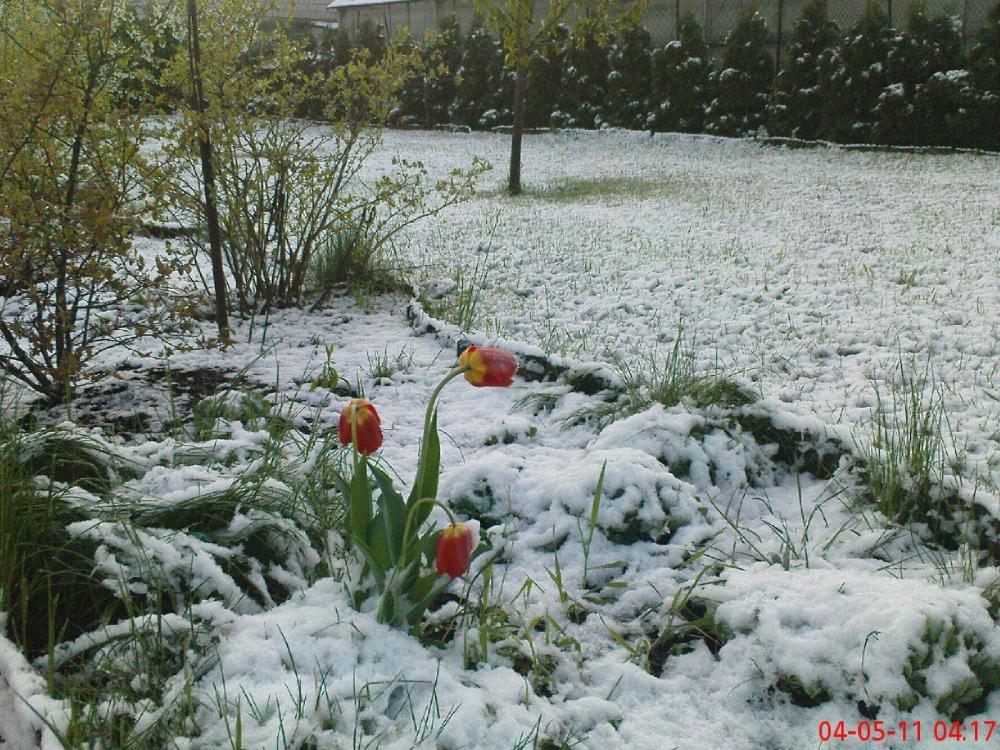 To też maj w ogrodzie