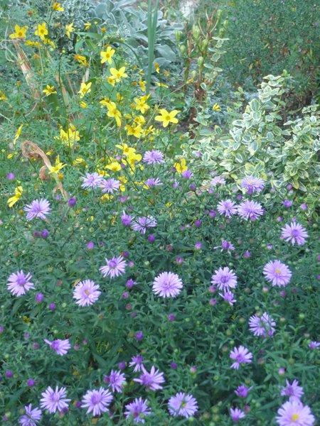 jeszcze troszkę jesieni