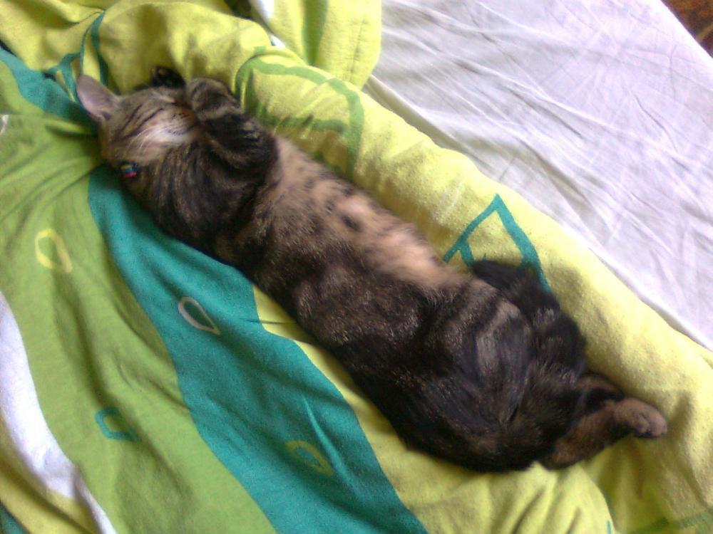 na konkursik o zwierzakach:))