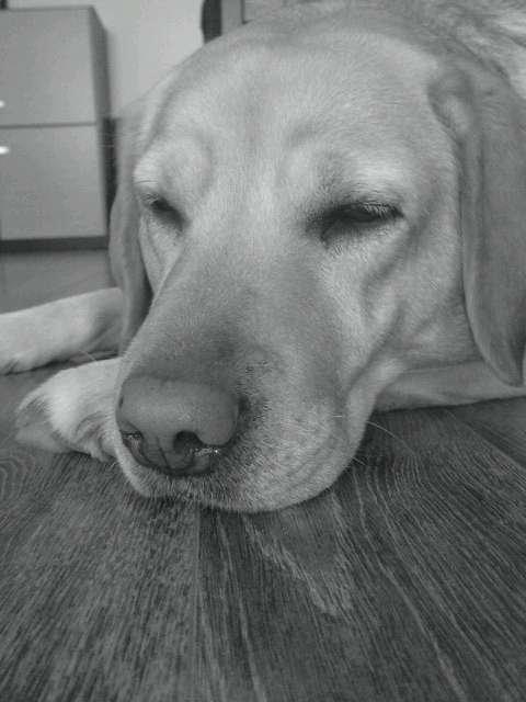 Ulubione miejsca mojego psa