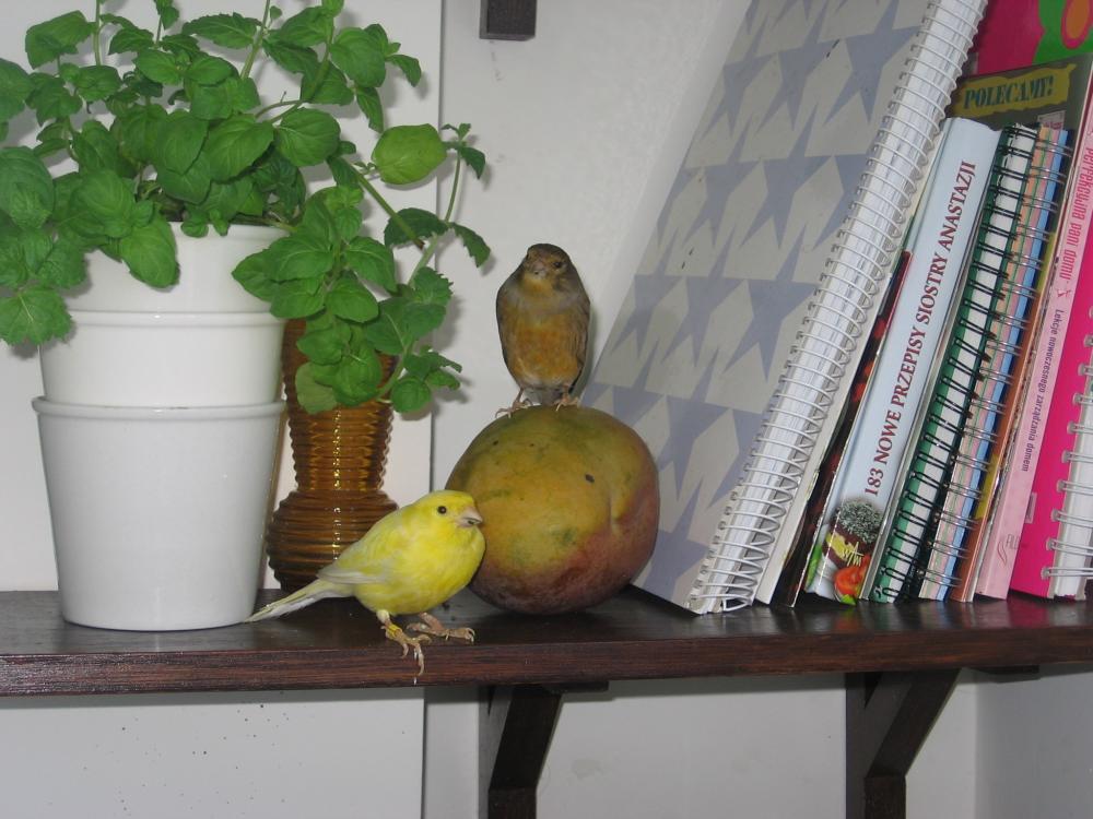 Zwierzaki w moim domu