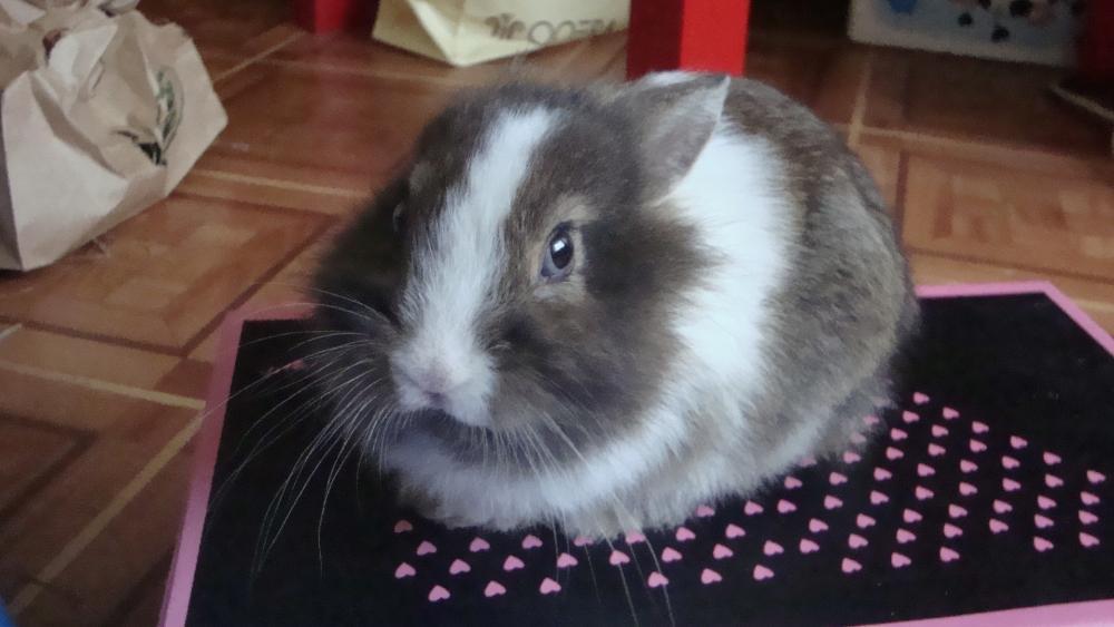 Zwierzak w Twoim domu