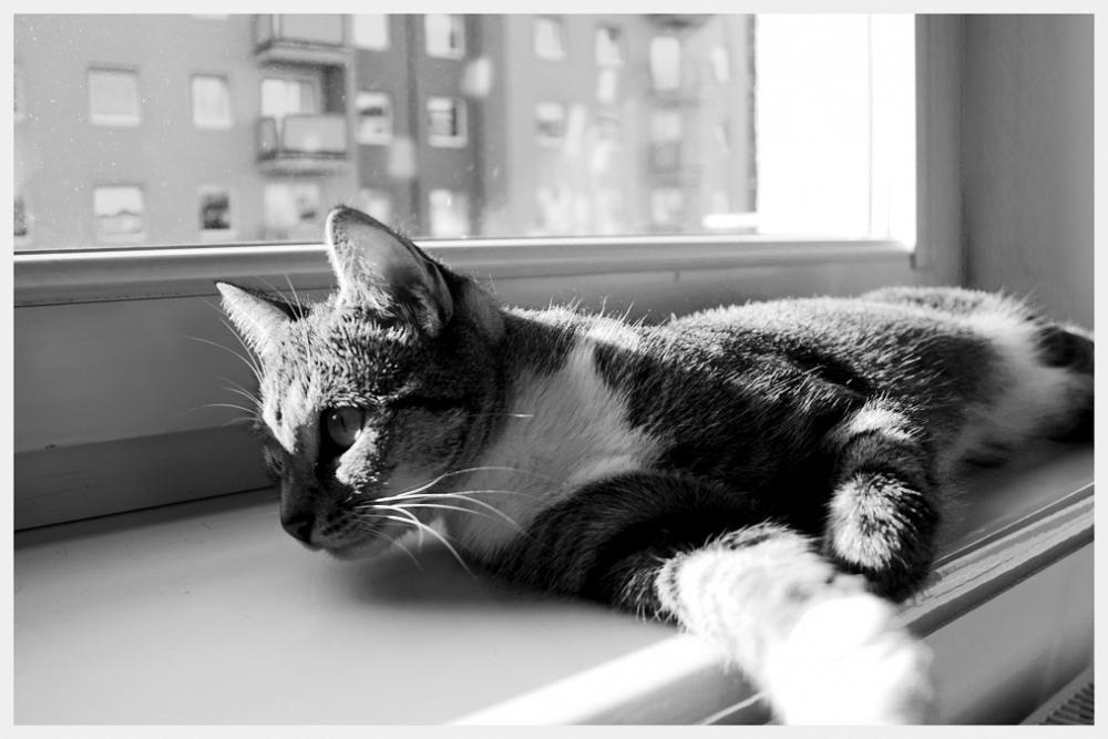 Kot w mieszkaniu, konkurs