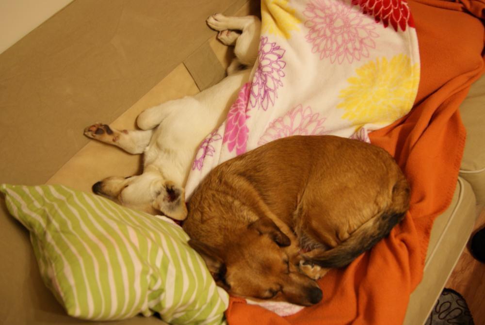 konkurs - zwierzak w moim domu