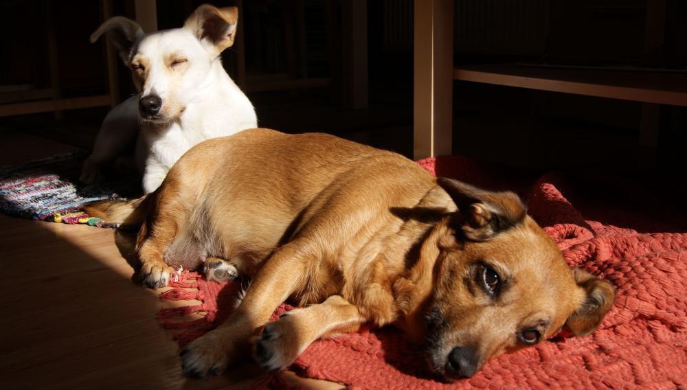 konkurs - zwierzak w moim domu