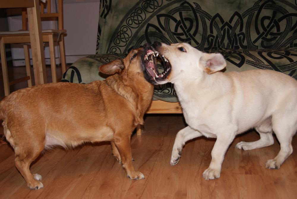 konkurs - zwierzak w moim domu