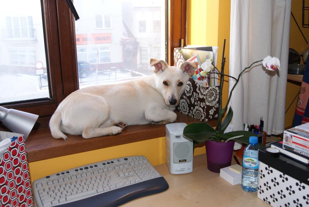 konkurs - zwierzak w moim domu