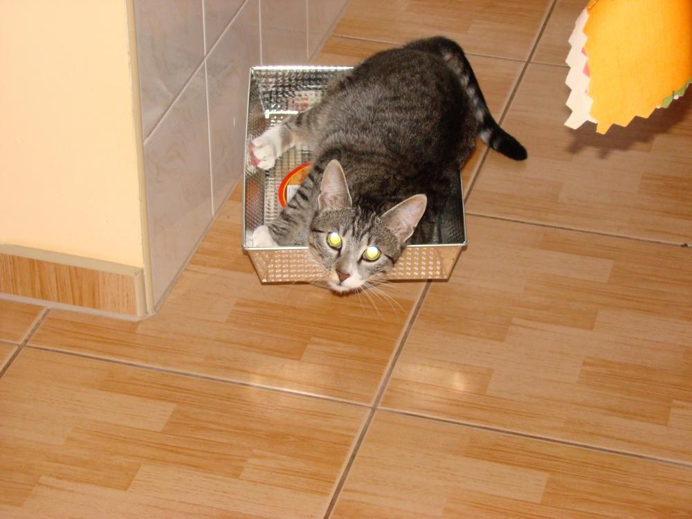 Kot Felix w naszym domu - konkurs