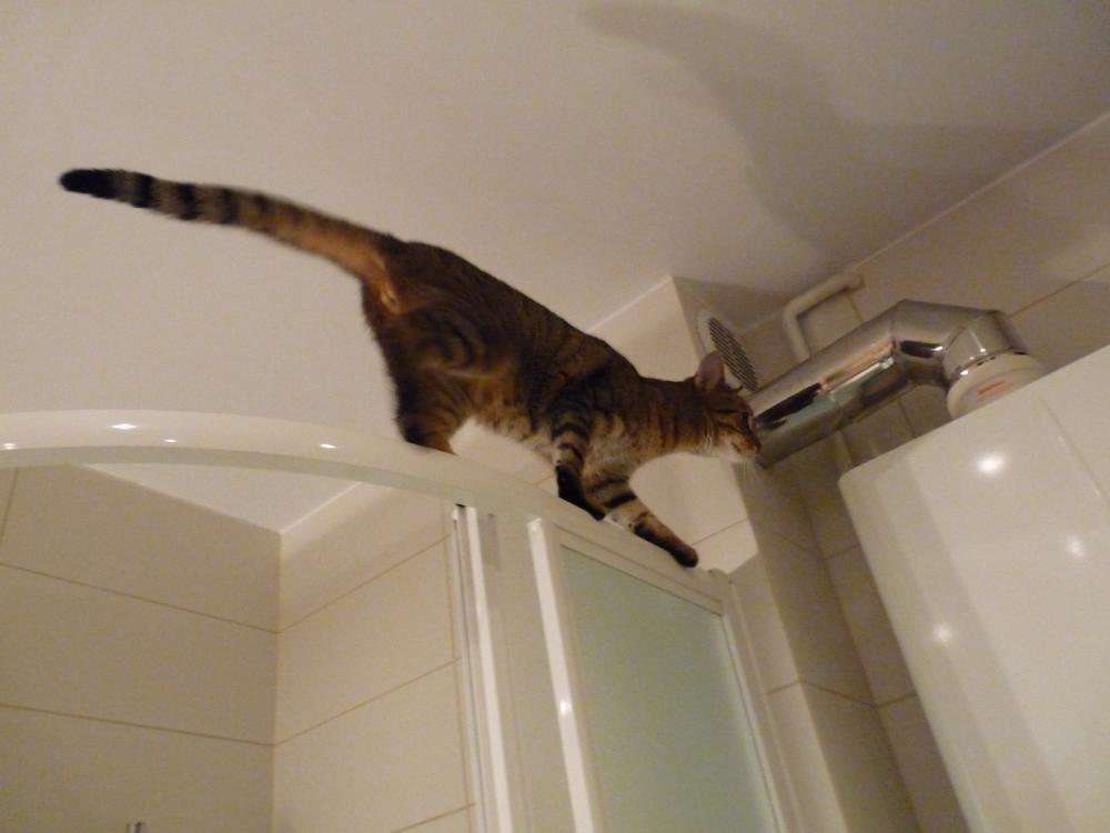 Toszek - kot akrobata