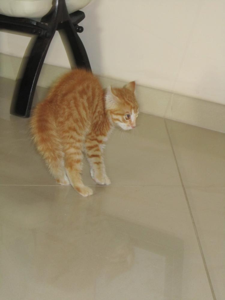 Wszystie Ryśki to fajne kociaki !