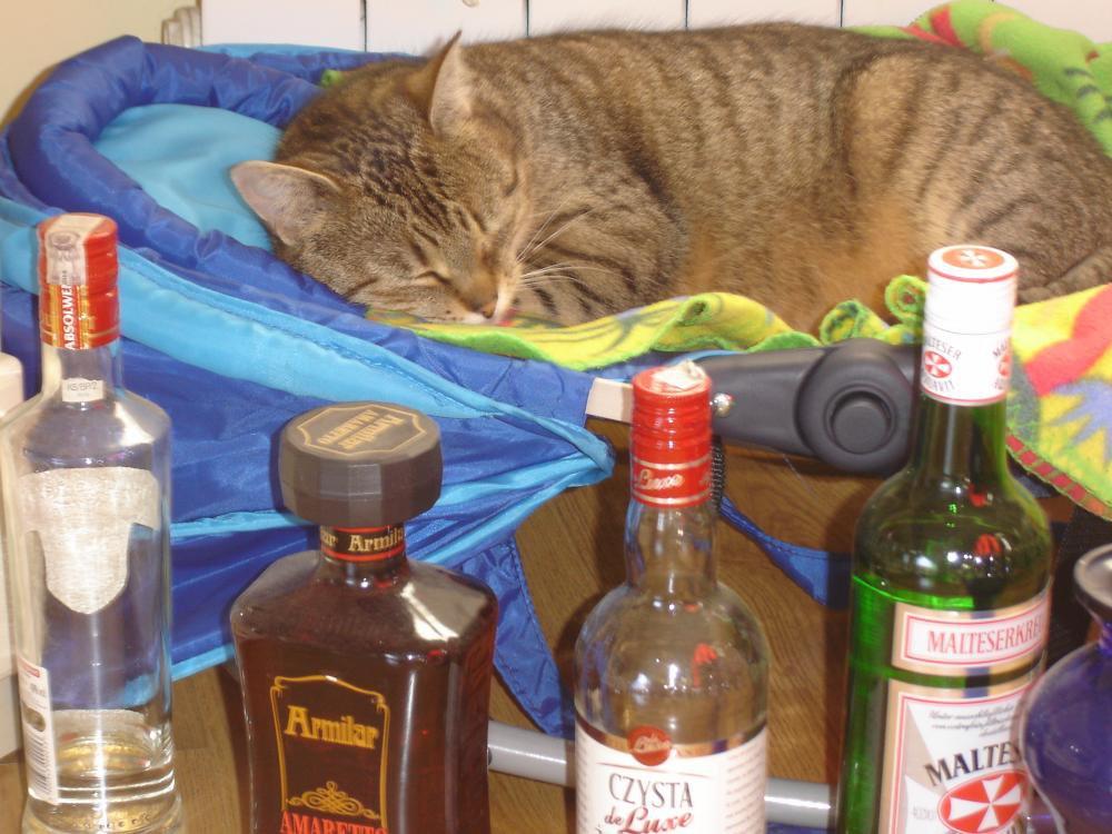 Zwierzaczki w naszym domu