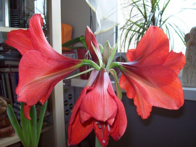Moje amarylisy