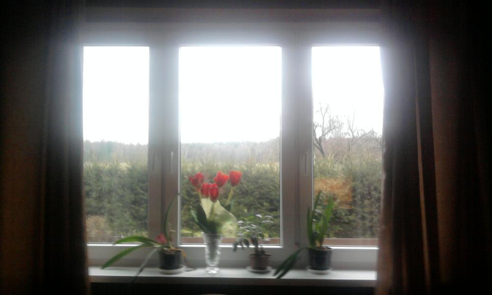 oto moja papuga i moje okno na świat.