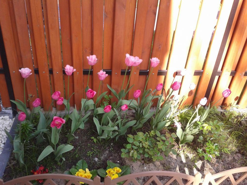 Wiosenne inspiracje w ogórdku