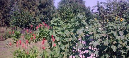 ogrod gigant, zdjęcie 1