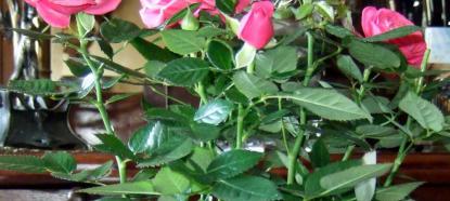 Róże doniczkowe, zdjęcie 1