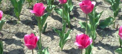 Tulipany...., zdjęcie 1