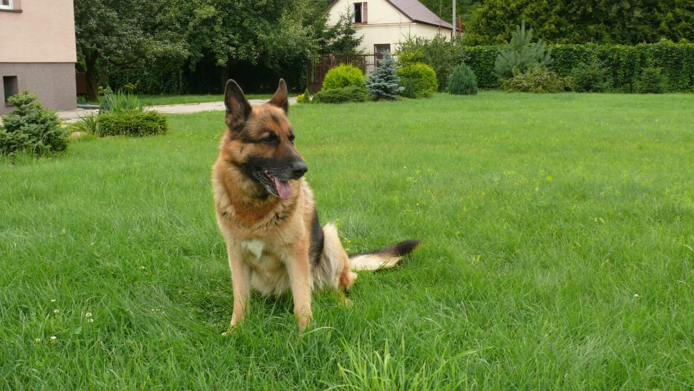 Moi znajomi z ogrodu (-: