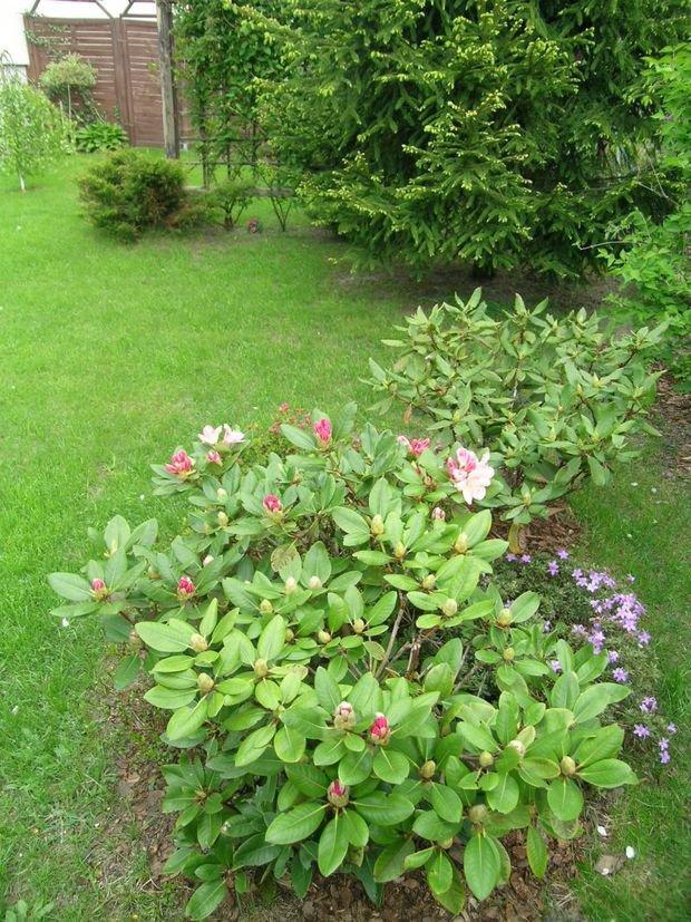 Mój ukochany ogródek