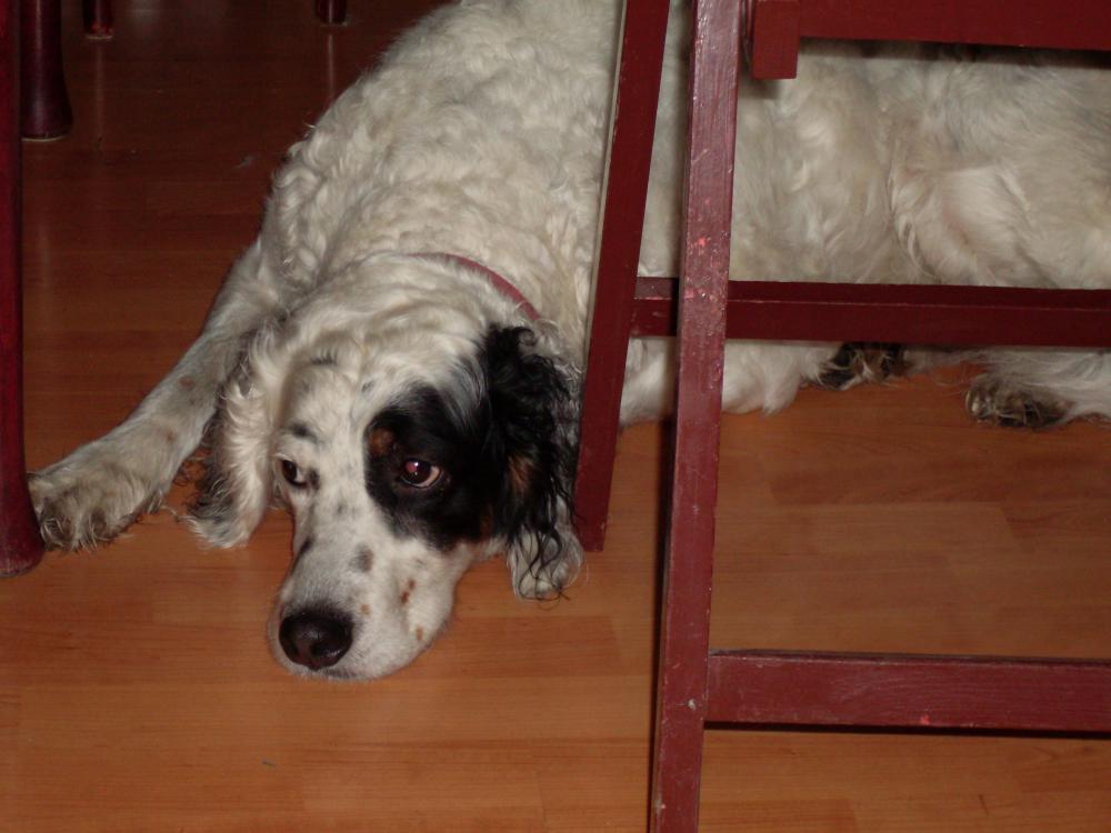 Moja seterka kocha nogi i podłogi...:)