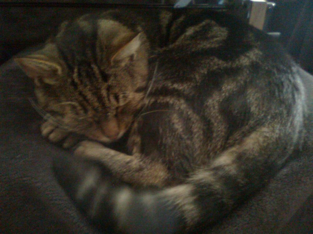 na konkursik o zwierzakach cz.2:))