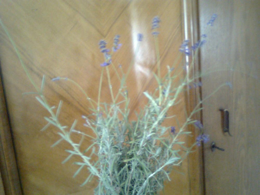 Lawenda przy starej szafie:)), czyli ogrodowe piekności