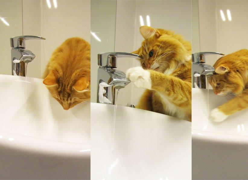 "Akcent" - zdjęcia na Konkurs "Zwierzak w moim domu"