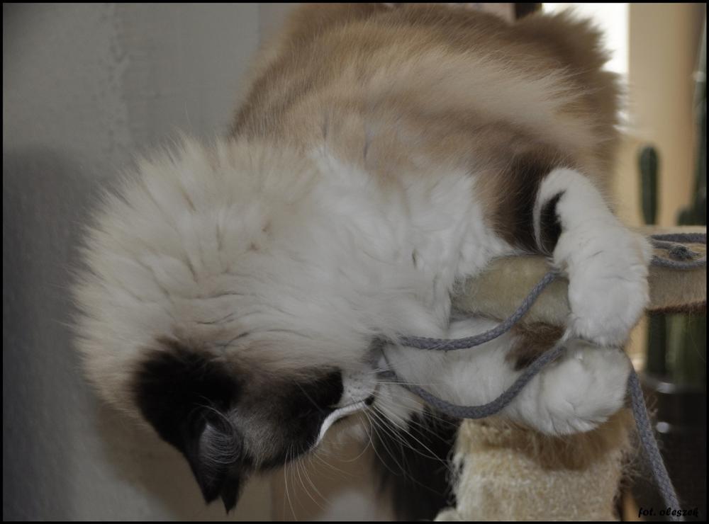 Urodzinowy konkurs Dekordia.pl !