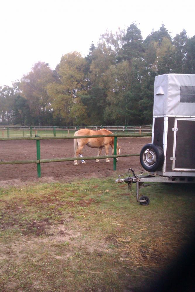 Centrum Hipoterapii i Rehabilitacji "Zabajka"