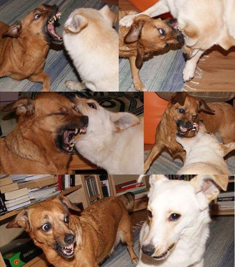 konkurs - zwierzak w moim domu