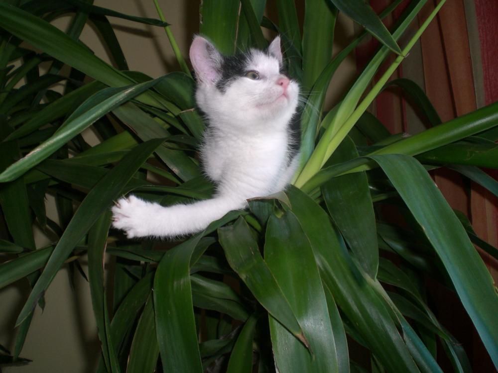 Zwierzak w moim domu